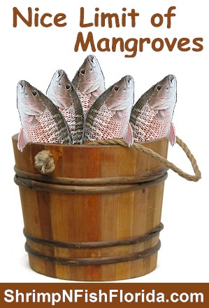 BUCKET OFMangrove Snapper